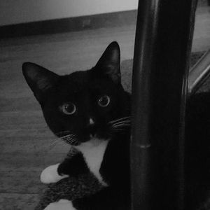 Meet your Posher, Nico